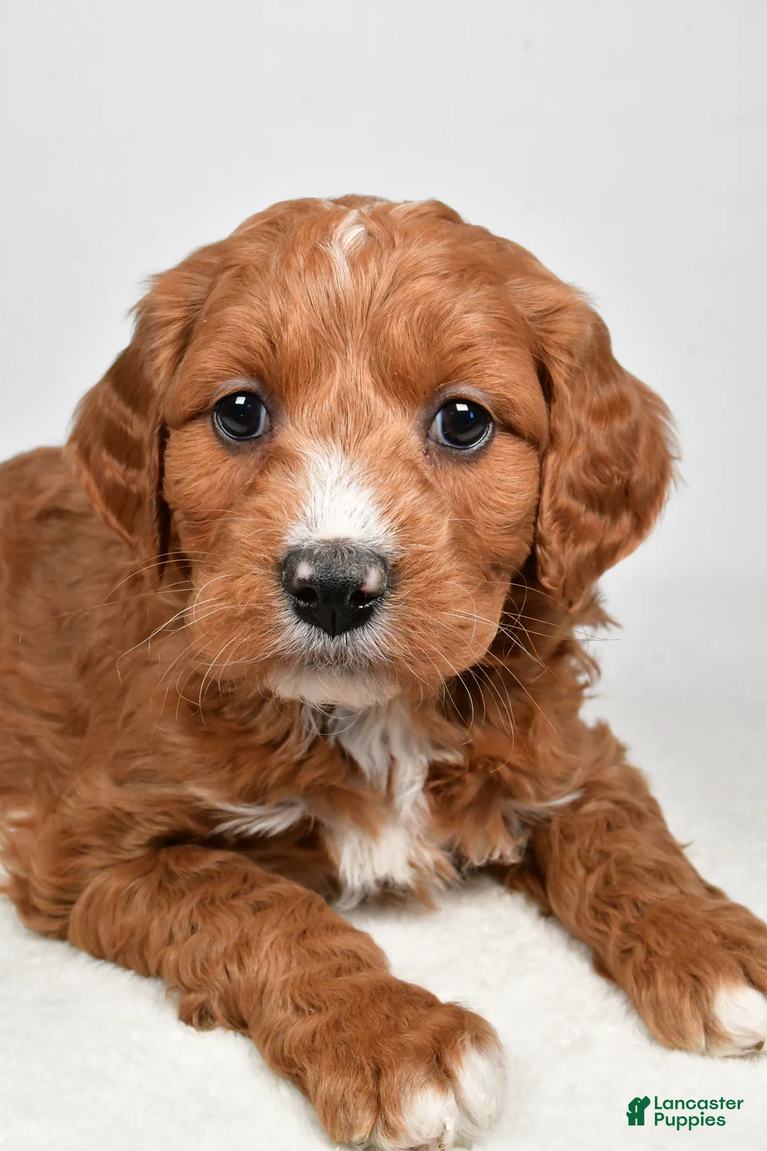 Mini Goldendoodle dogs for sale: Benji - Ad 15