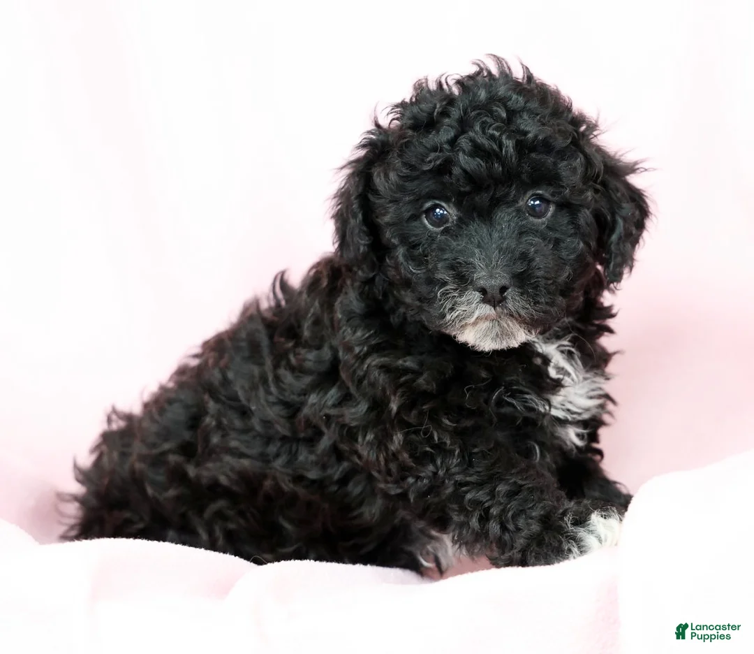 Toy Poodle dogs for sale: Blaire - Ad 6