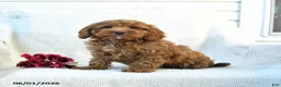 Cockapoo dogs for sale: Joey - Ad 5