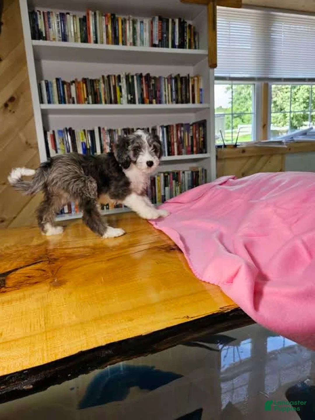 Mixed Breed dogs for sale: Sage - Ad 2