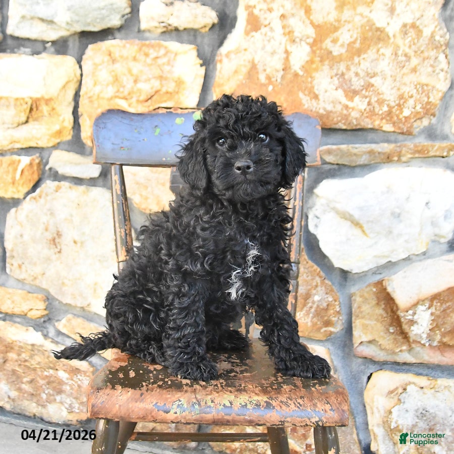 Cockapoo dogs Truffle  - Ad 1