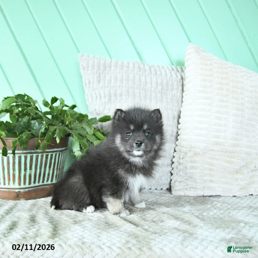 Pomsky dogs for sale: Luna  - Ad 5