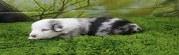 Miniature Australian Shepherd dogs for sale: George - Ad 10