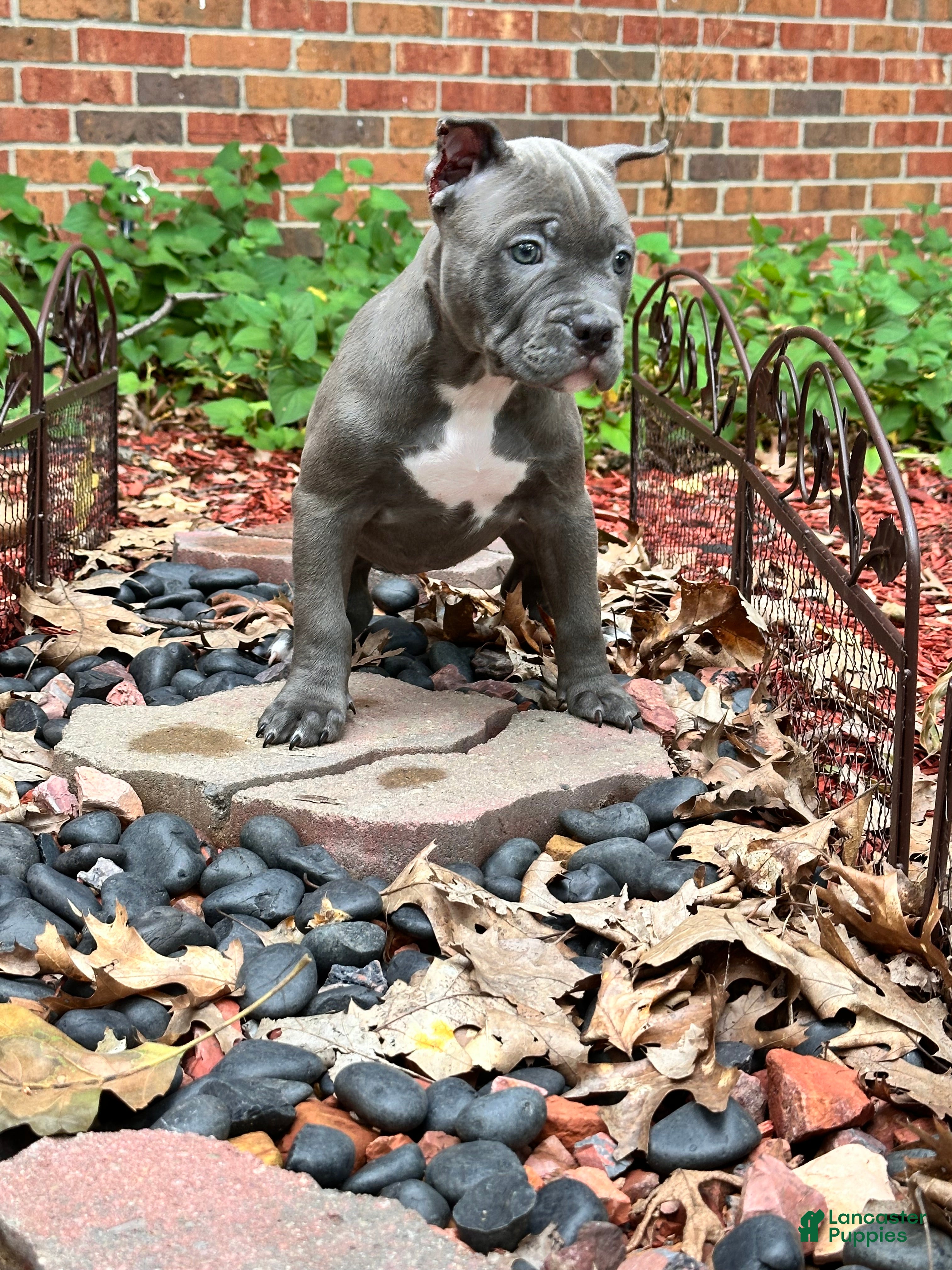 American Bully dogs for sale: American Bully 3 - Ad 2