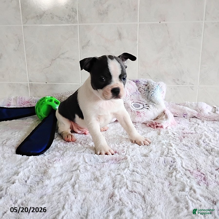 Boston Terrier dogs Ronnie - Ad 2