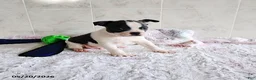Boston Terrier dogs for sale: Ronnie - Ad 2