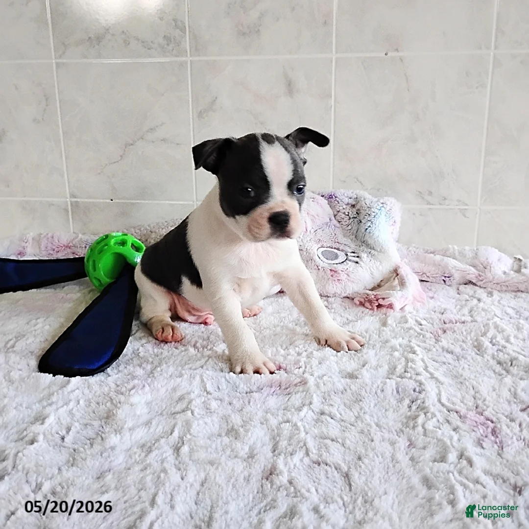 Boston Terrier dogs for sale: Ronnie - Ad 2