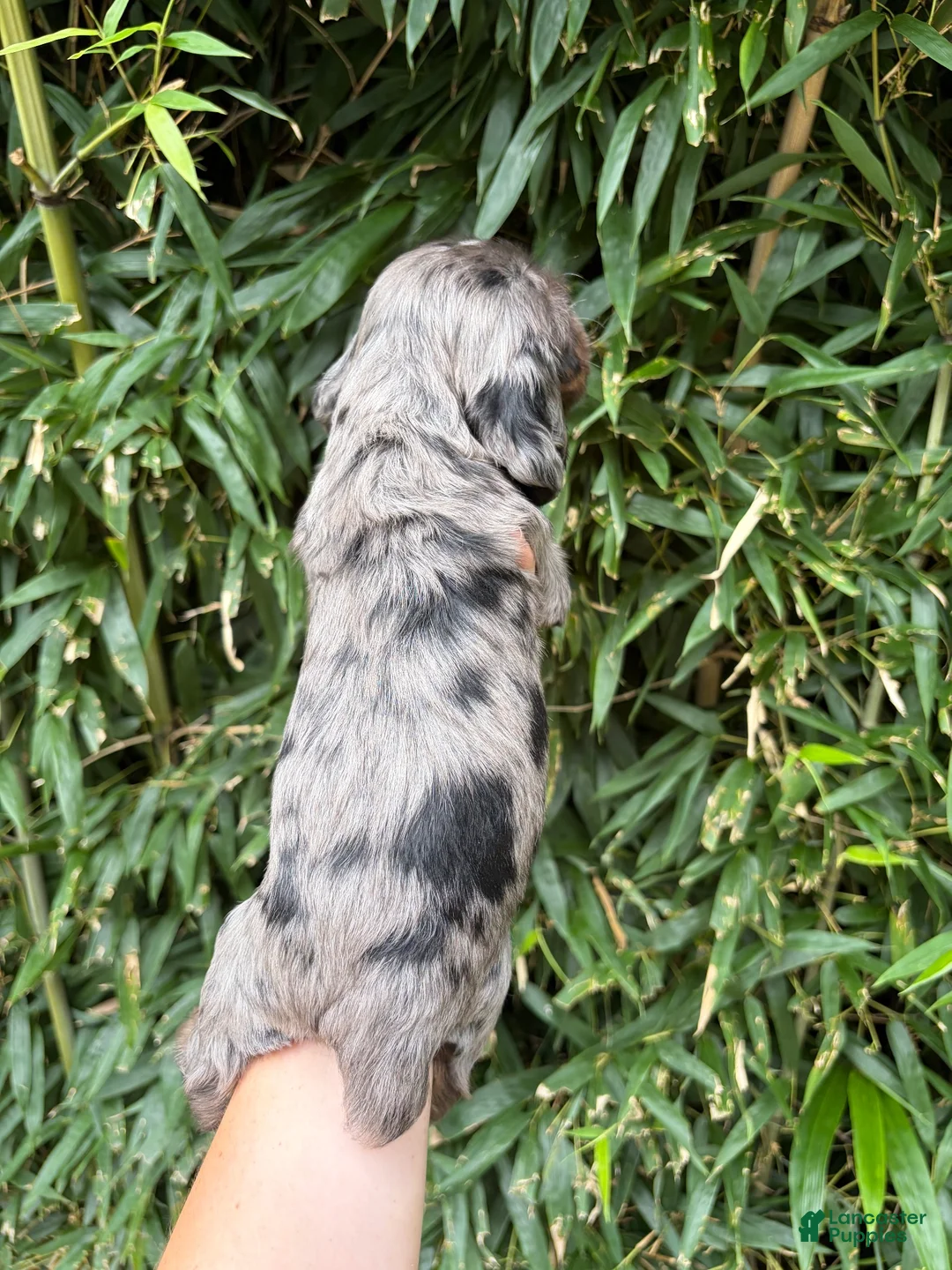 Cocker Spaniel dogs for sale: Cocker Spaniel 1 - Ad 2