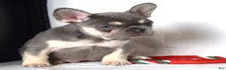 French Bulldog dogs for sale: Tessa - Ad 11