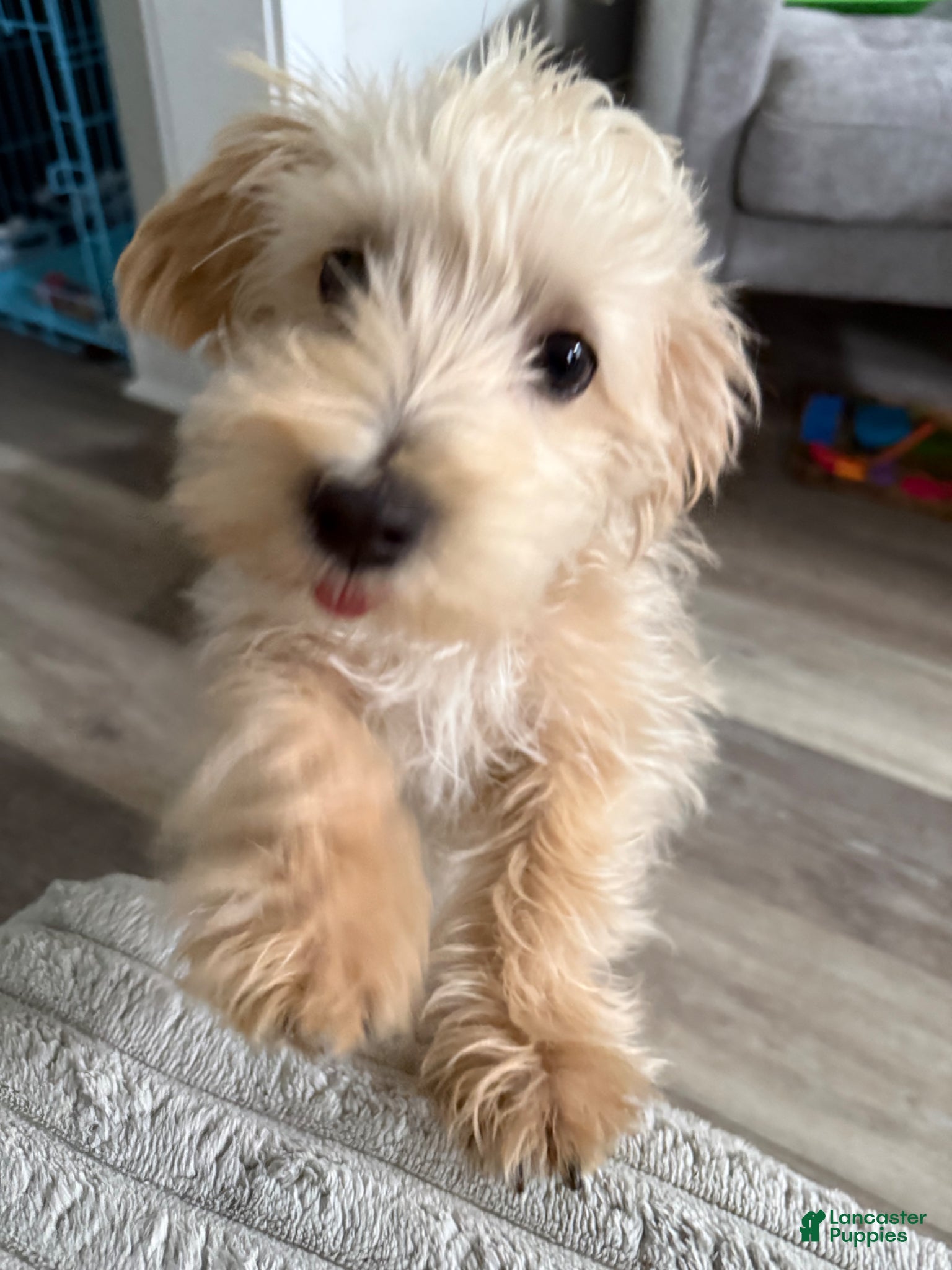 Mixed Breed dogs Mixed Breed Puppy 1 - Ad 1