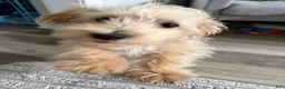 Mixed Breed dogs for sale: Mixed Breed Puppy 1 - Ad 1