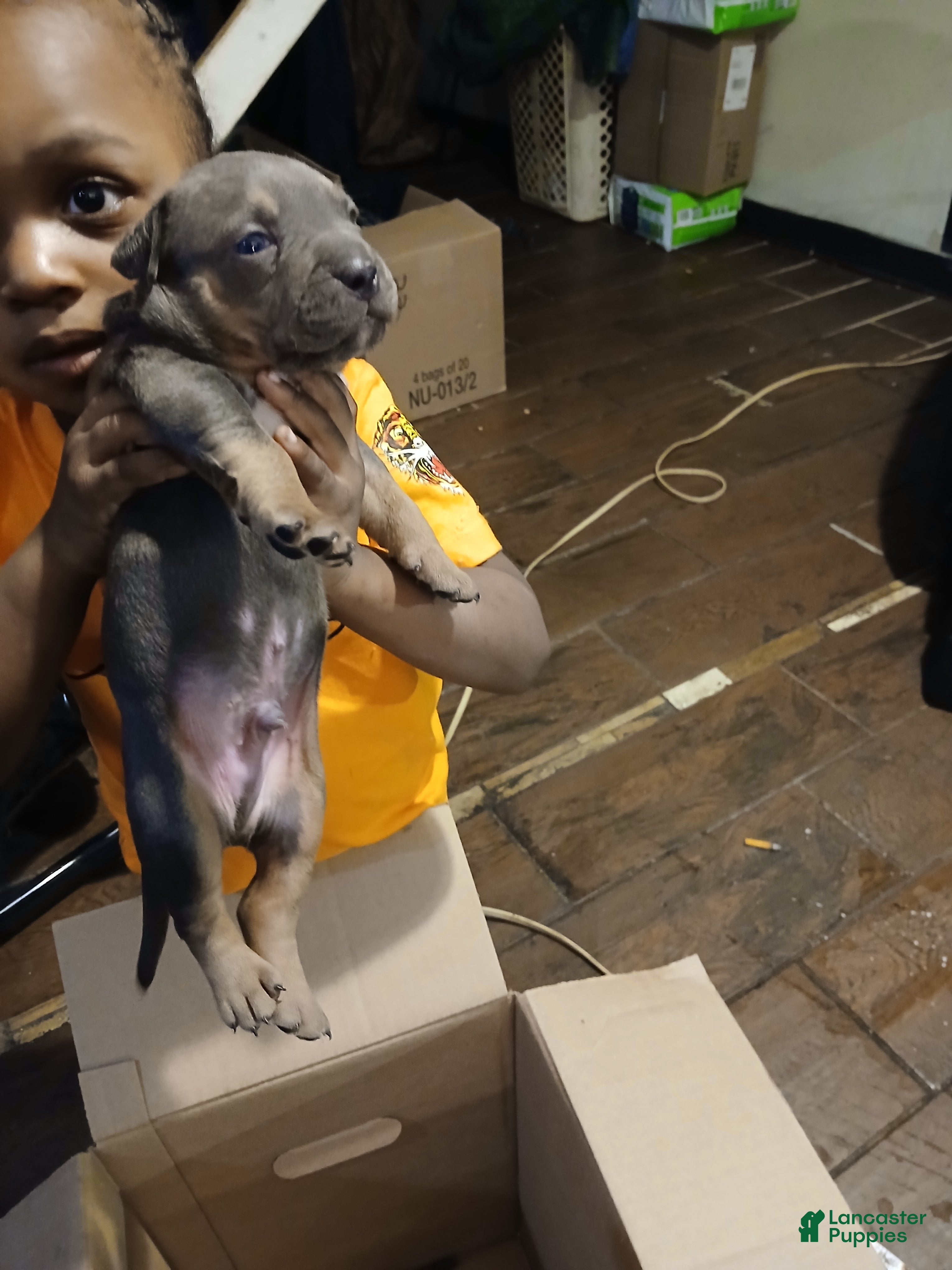 American Bully dogs American Bully Puppy 4 - Ad 36