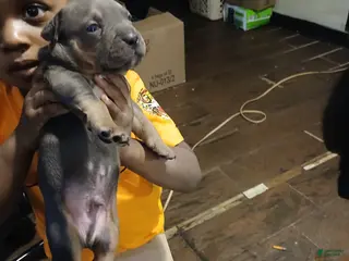 American Bully dogs American Bully Puppy 4 - Ad 36