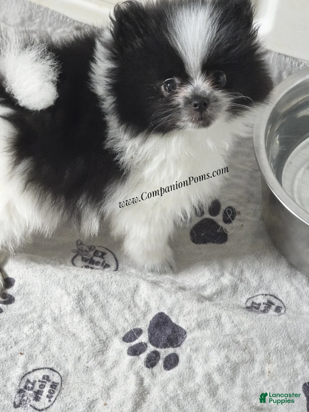 Pomeranian dogs for sale: Stella - Female - Black and White Parti - Ad 1