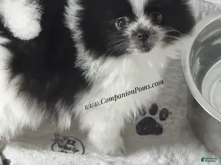 Pomeranian dogs for sale: Stella - Female - Black and White Parti - Ad 2