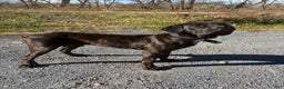 Cane Corso dogs for stud: Xphos - Ad 4