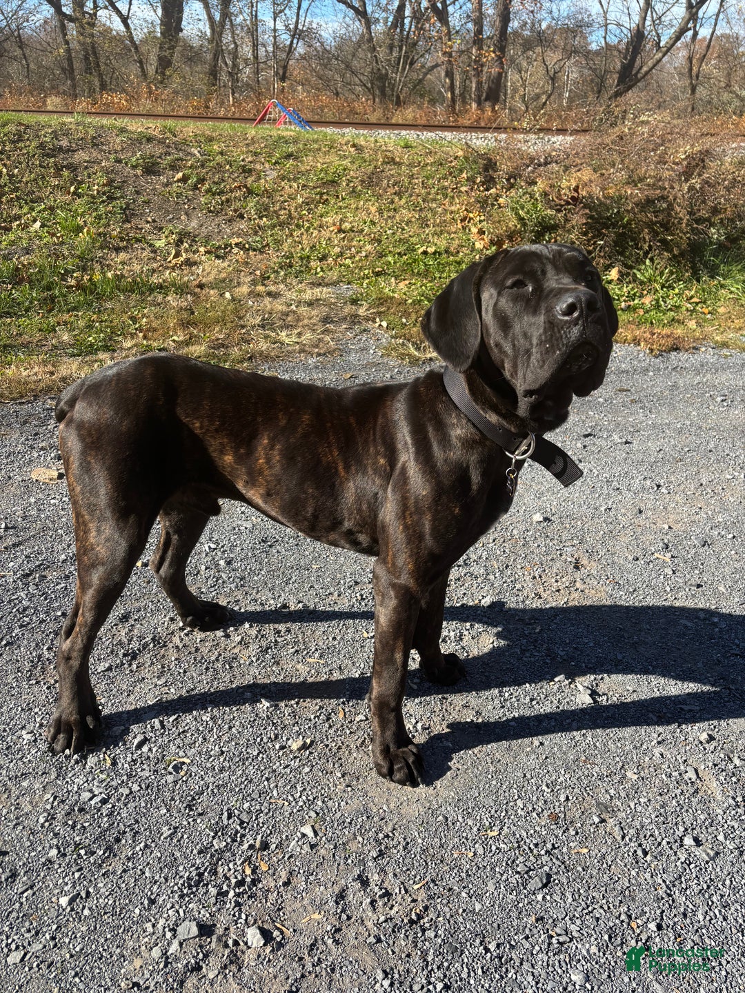 Cane Corso dogs for stud: Xphos - Ad 4