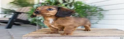 Dachshund dogs for sale: Hank - Ad 6
