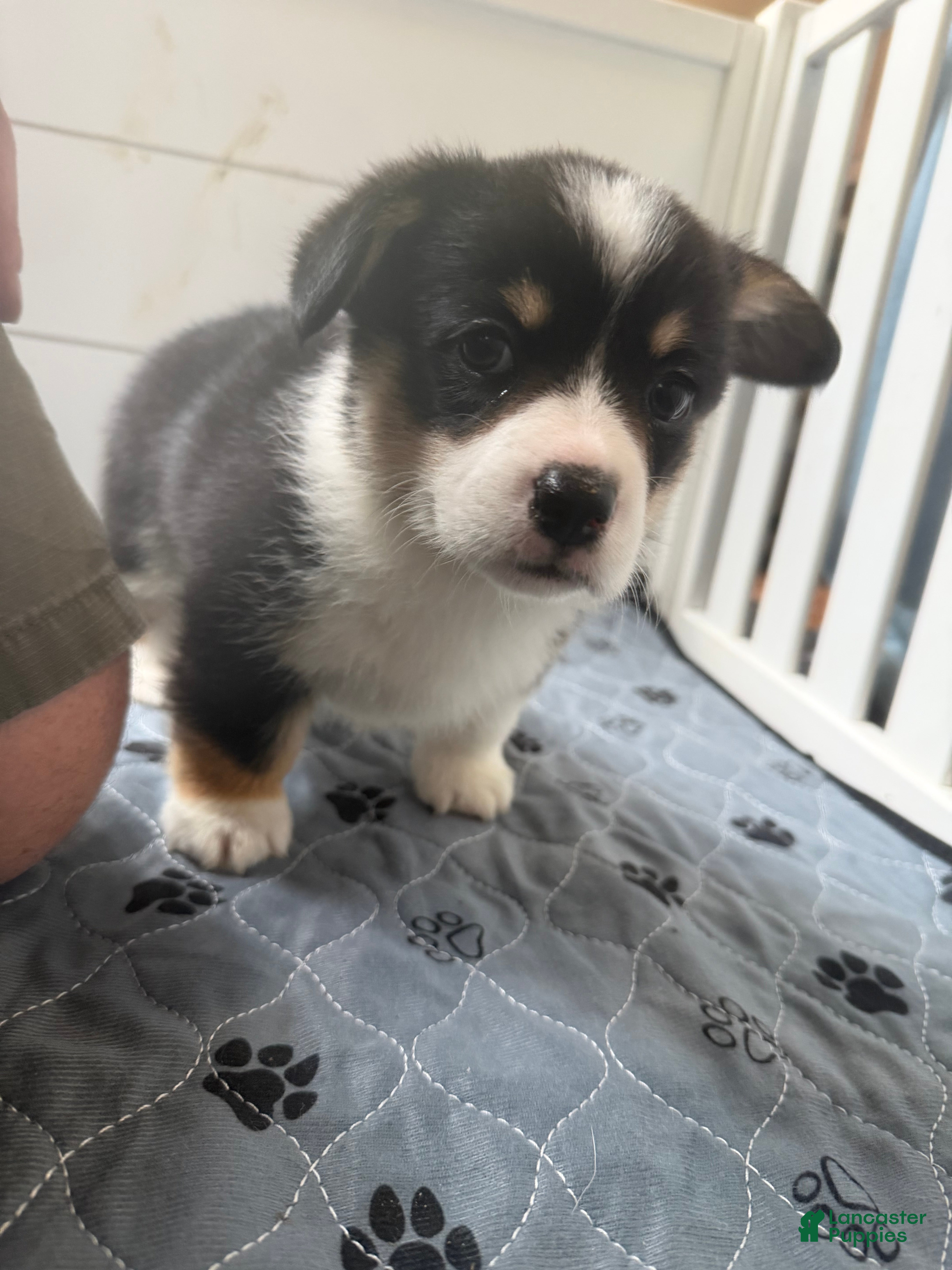 Welsh Corgi Pembroke dogs Welsh Corgi Pembroke Puppy 2 - Ad 2