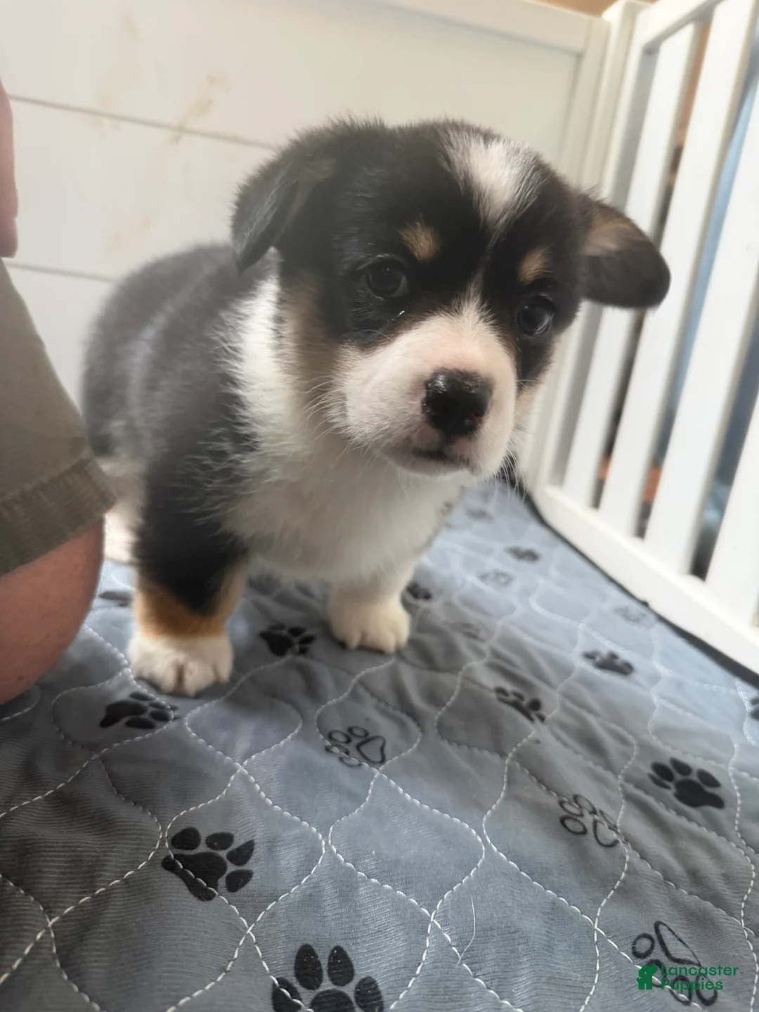 Welsh Corgi Pembroke dogs for sale: Welsh Corgi Pembroke Puppy 2 - Ad 2