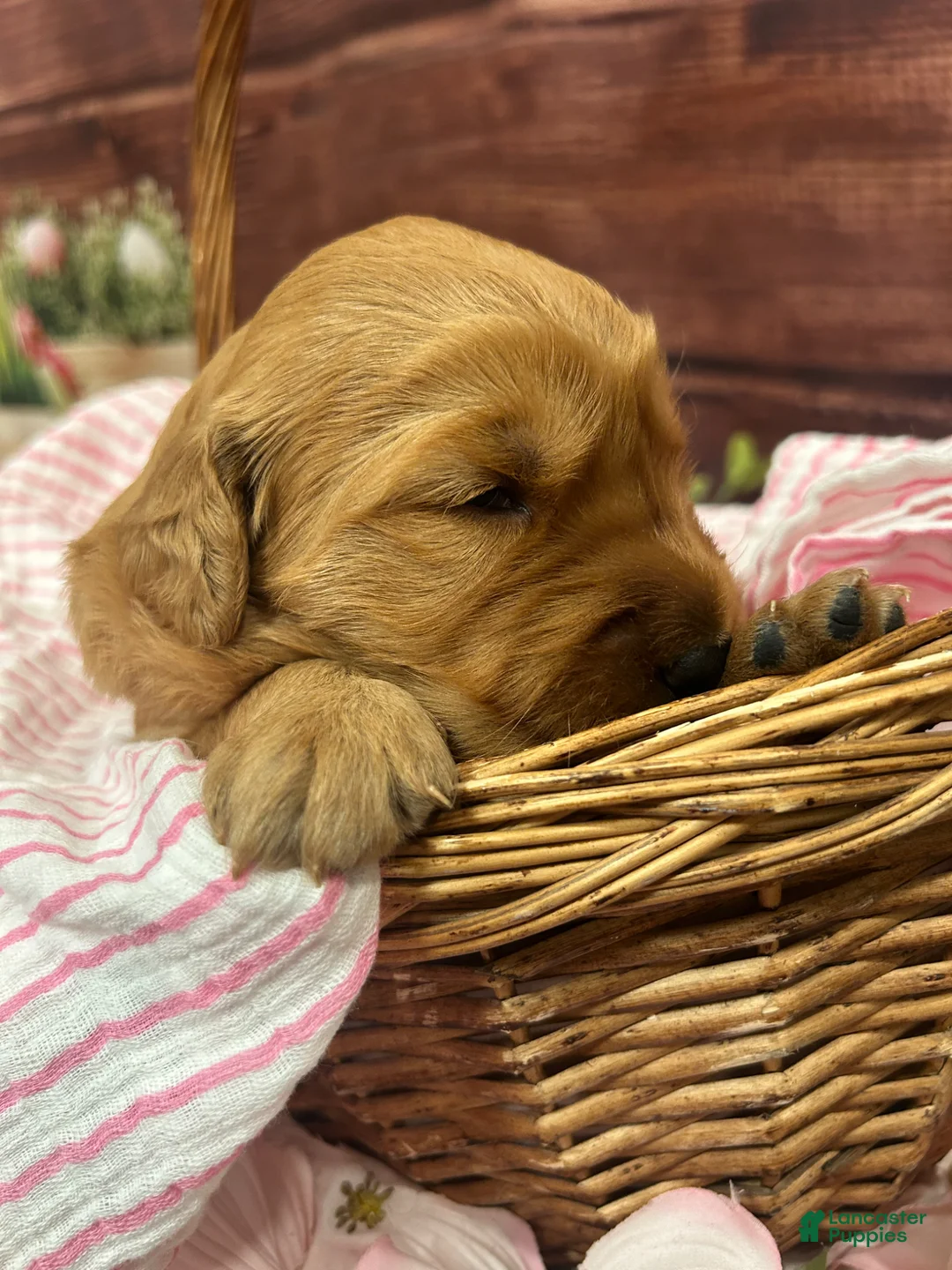 Golden Retriever dogs for sale: King - Ad 2