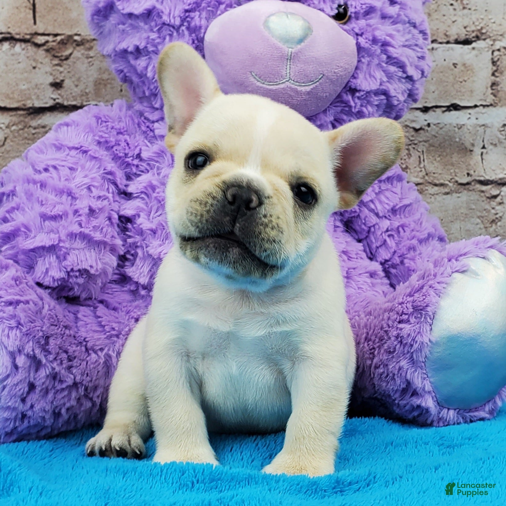 French Bulldog dogs Keoki - Ad 2