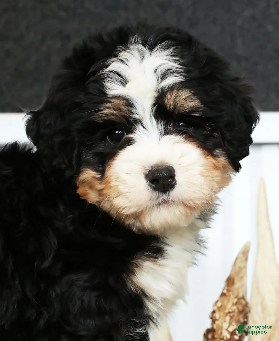 Mini Bernedoodle dogs for sale: Hope - Ad 9