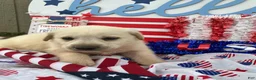 Mixed Breed dogs for sale: Sam - Ad 2