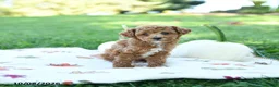 Toy Poodle dogs for sale: Nutmeg - Ad 5