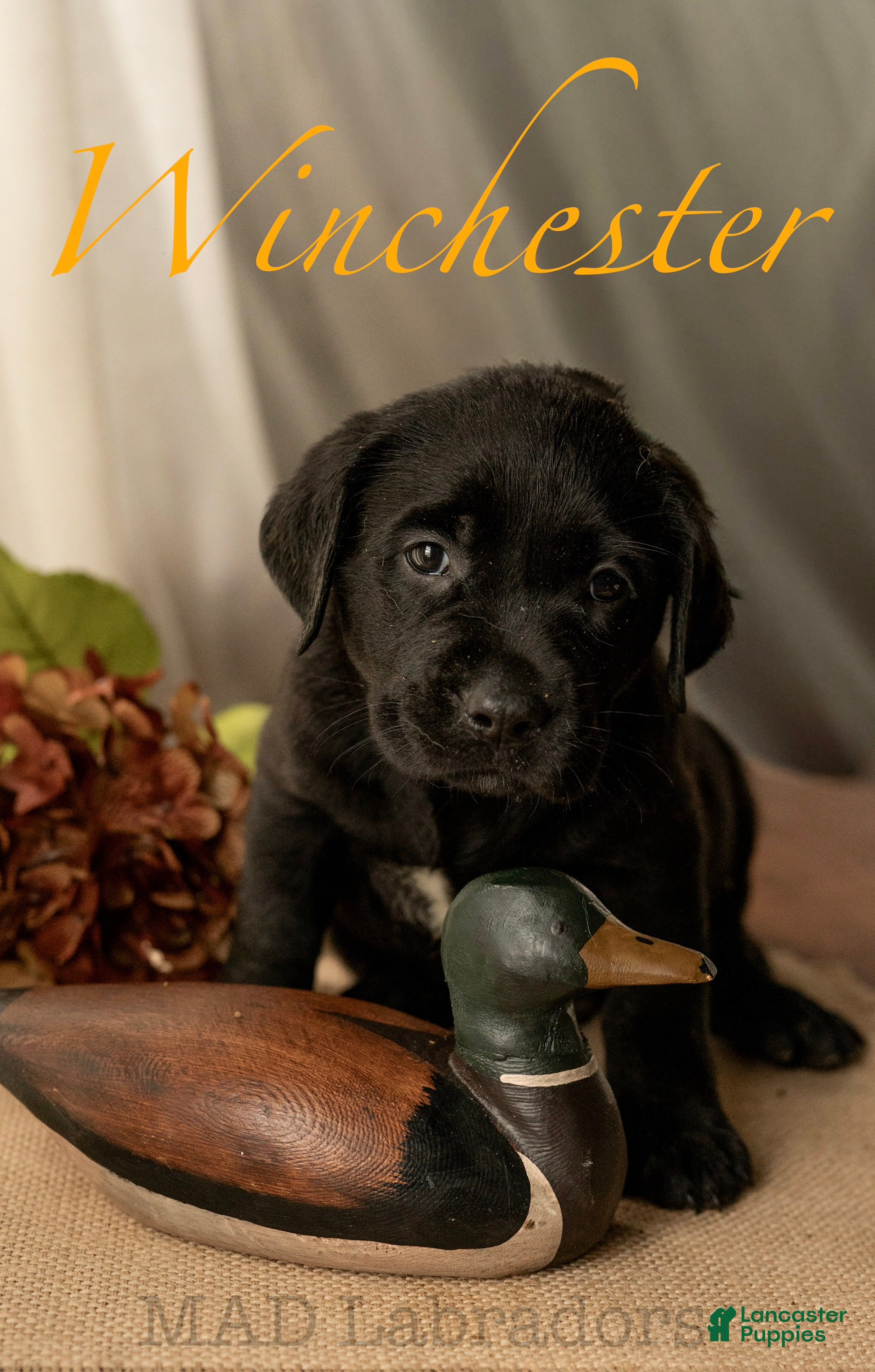 Labrador Retriever dogs Winchester - Ad 20