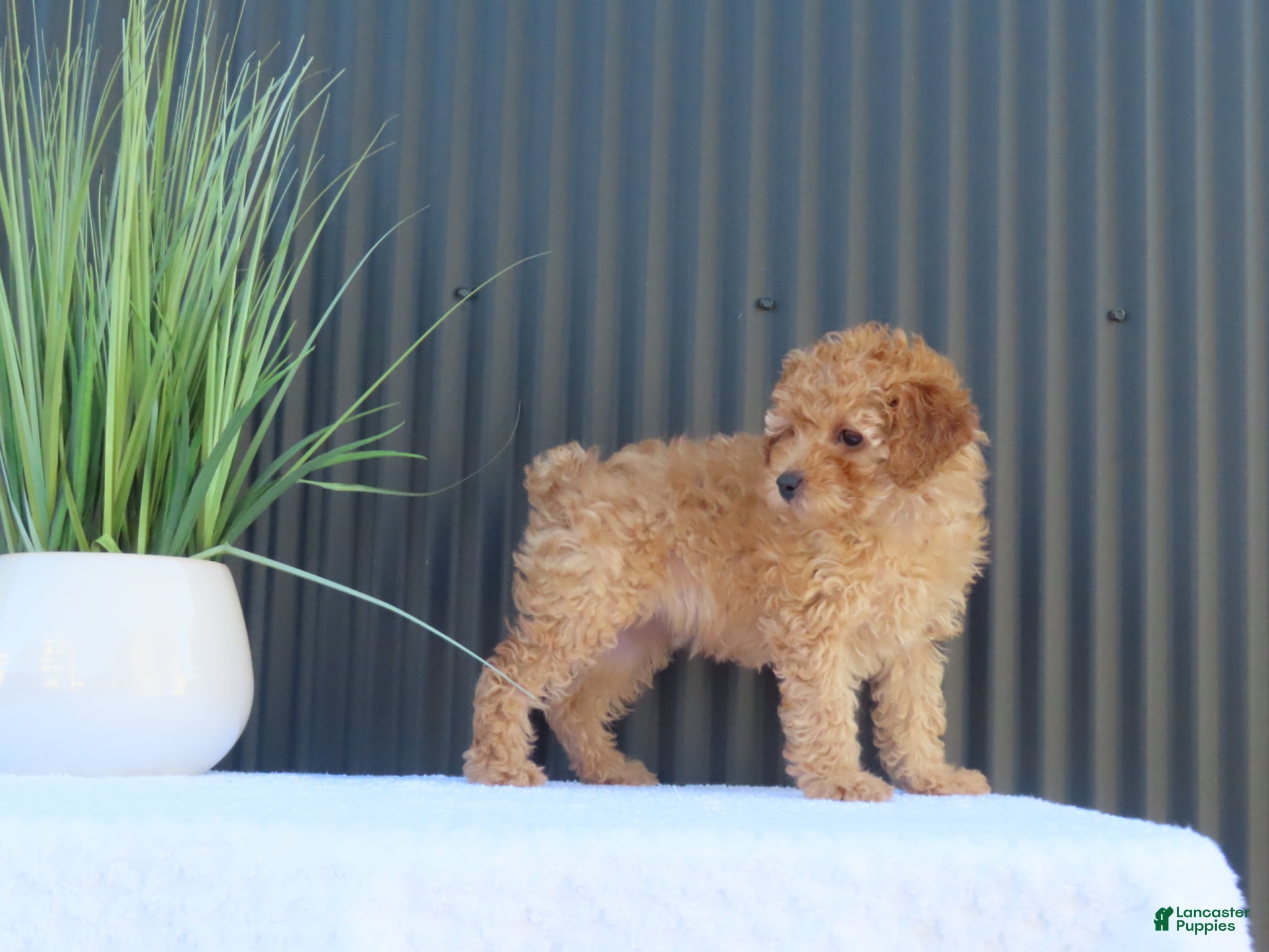 Toy Poodle dogs for sale: Macey - Ad 2