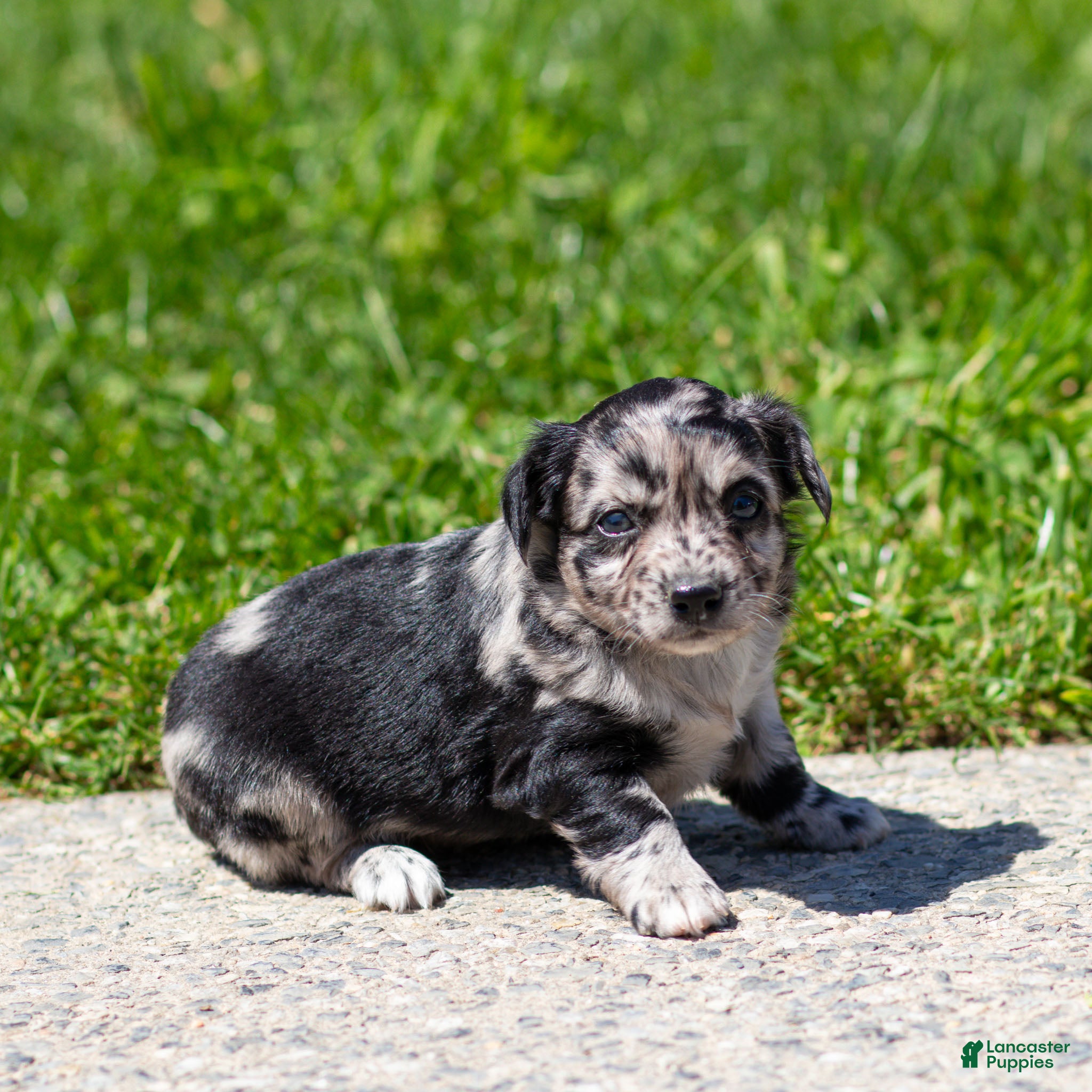 Chihuahua dogs Ryder Chihuahua Puppy  - Ad 1
