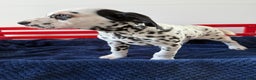 Dalmatian dogs for sale: Talia - Ad 10