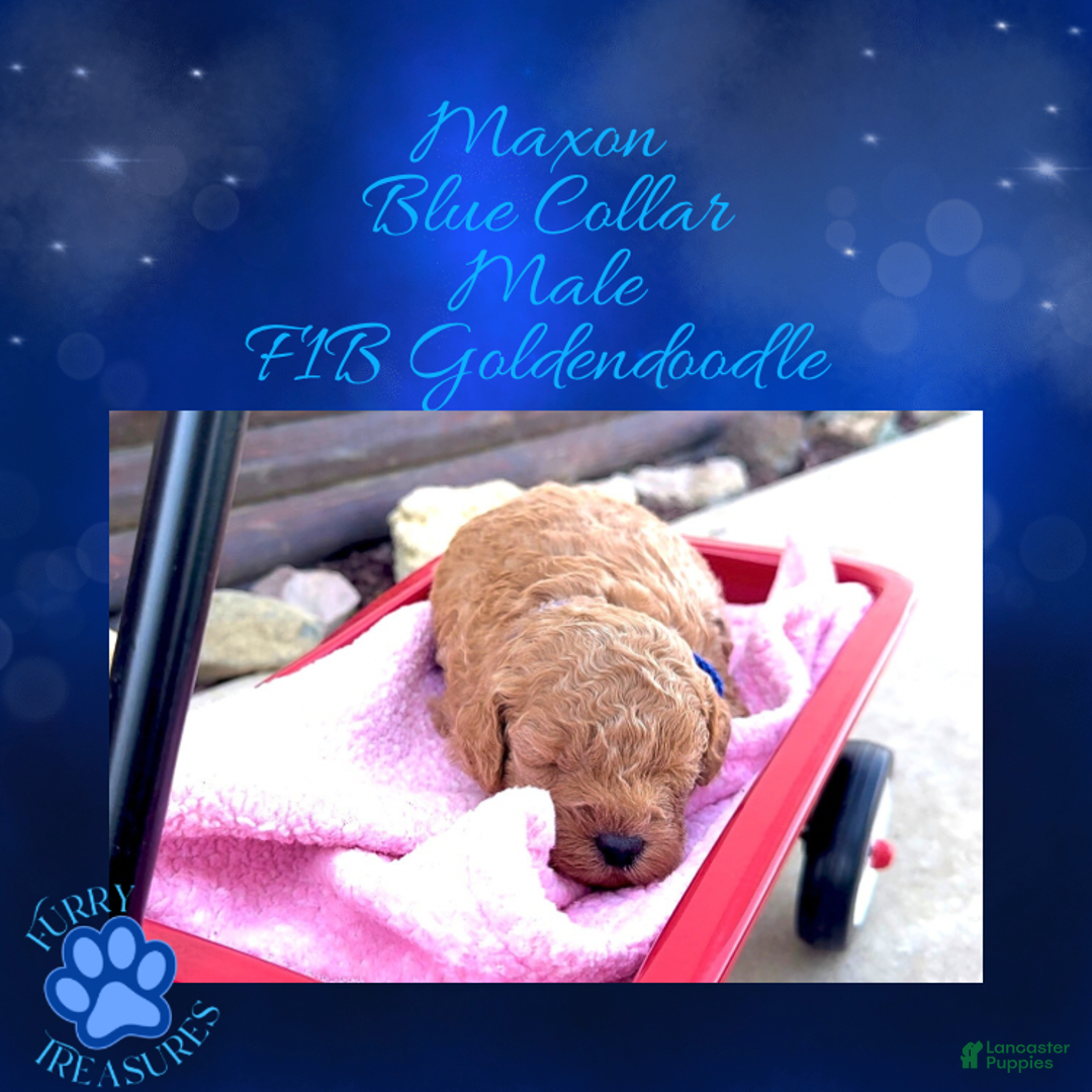 Goldendoodle dogs for sale: Maxon “ Blue Collar” Male - Ad 15