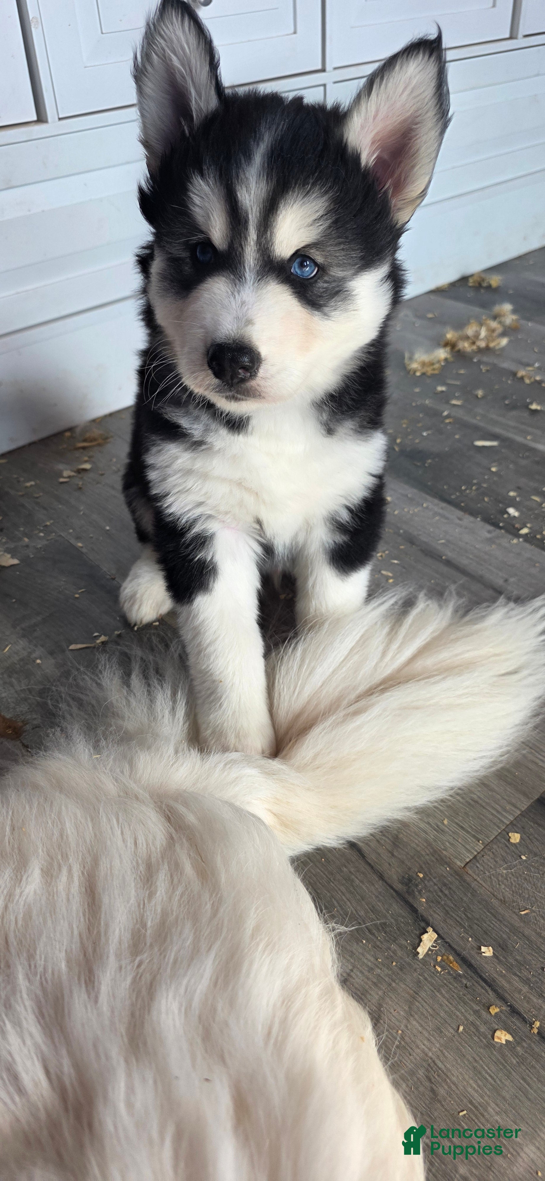 Siberian Husky dogs Luigi - Ad 1
