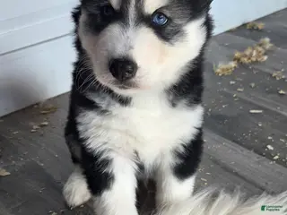 Siberian Husky dogs for sale: Luigi - Ad 4
