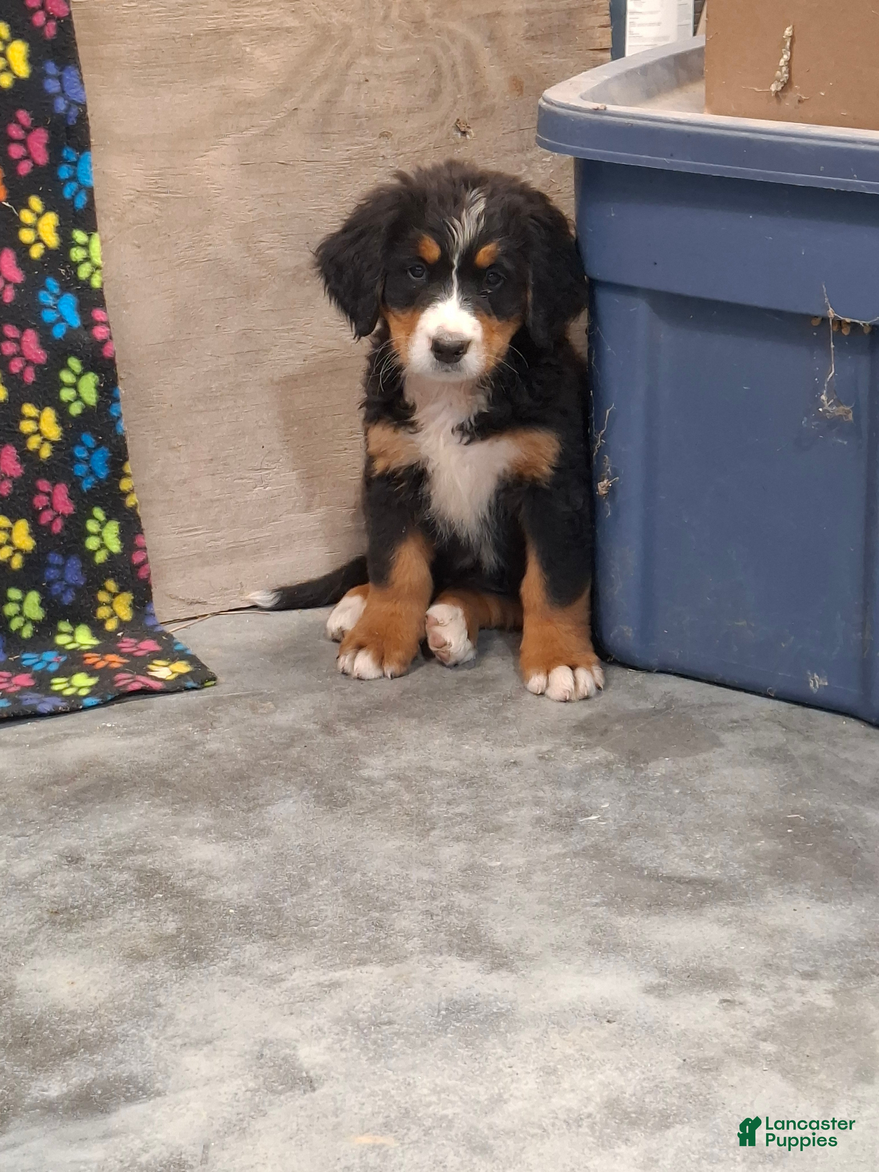 Bernese Mountain Dog dogs Sally - Ad 2
