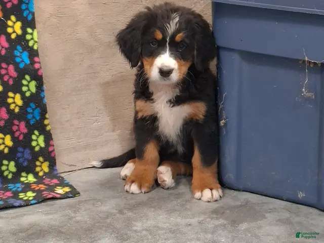 Bernese Mountain Dog dogs Sally - Ad 2