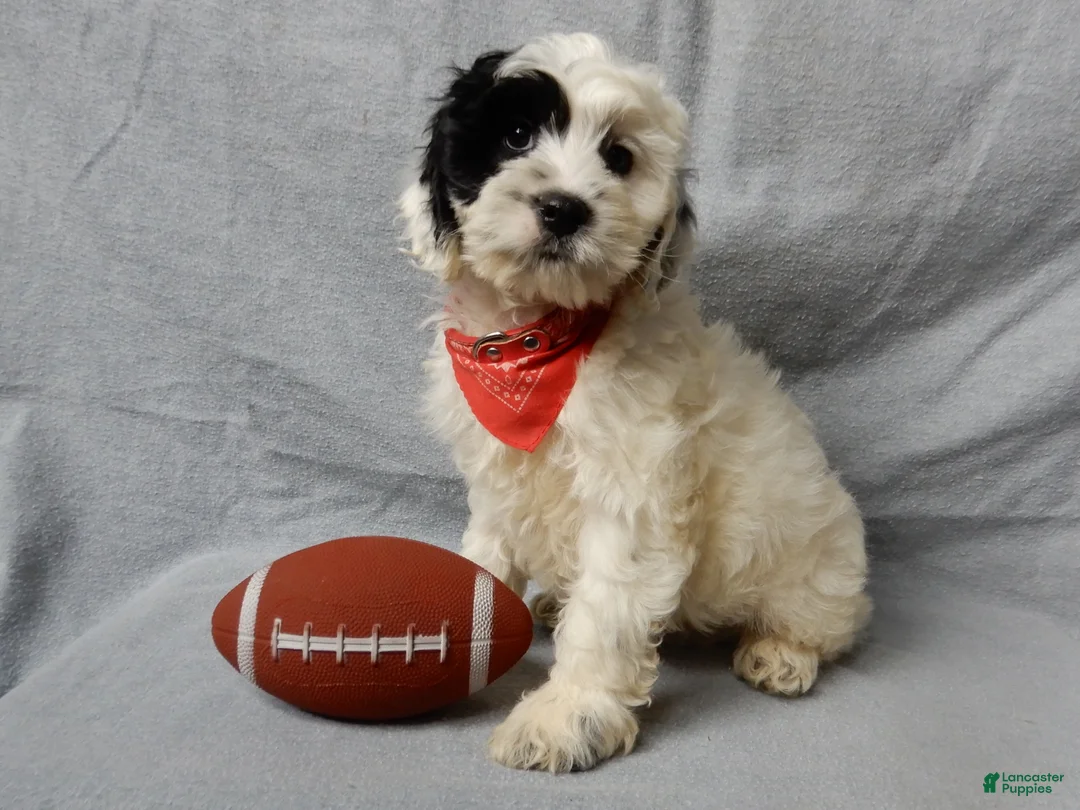 Cockapoo dogs for sale: Snoopy - Ad 3