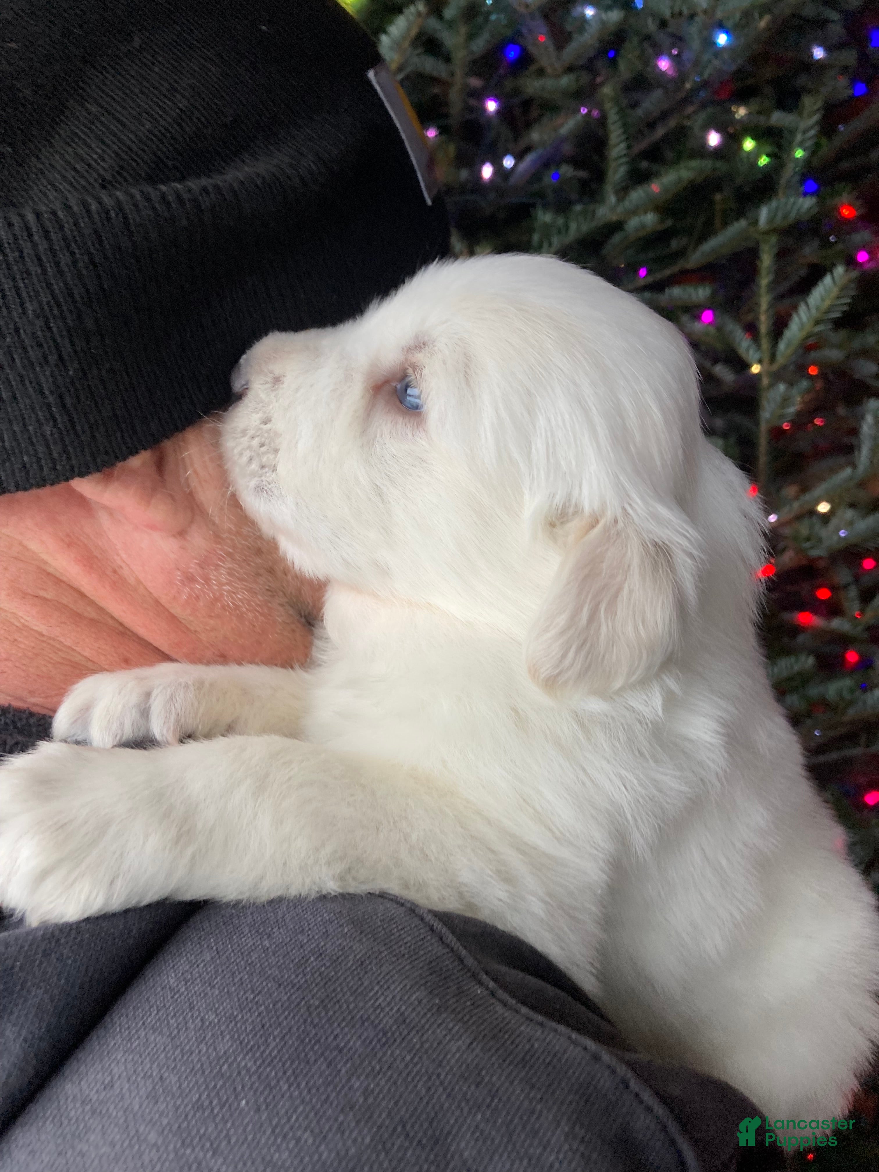 Great Pyrenees dogs Great Pyrenees Male Puppy - Orange  - Ad 28