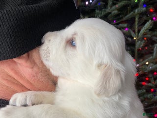 Great Pyrenees dogs Great Pyrenees Male Puppy - Orange - Ad 36