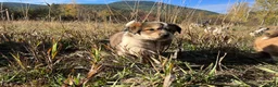 Mixed Breed dogs for sale: Otter - Ad 5
