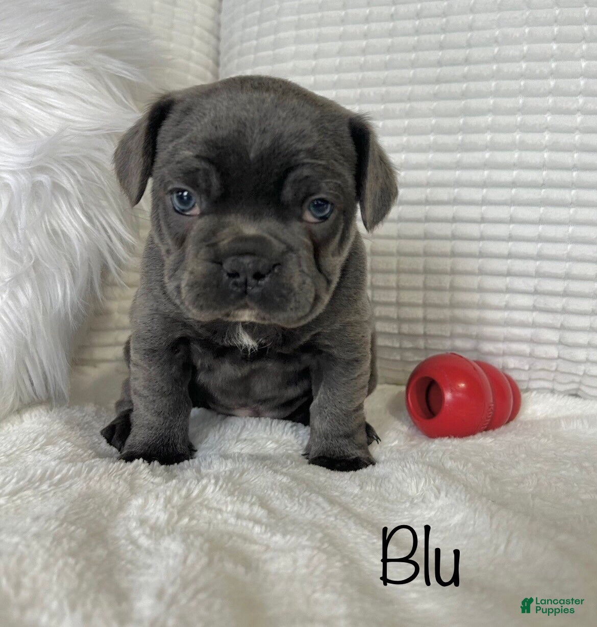 Mixed Breed dogs Blu - Ad 15