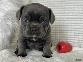 Mixed Breed dogs for sale: Blu - Ad 4