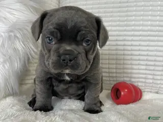 Mixed Breed dogs Blu - Ad 28