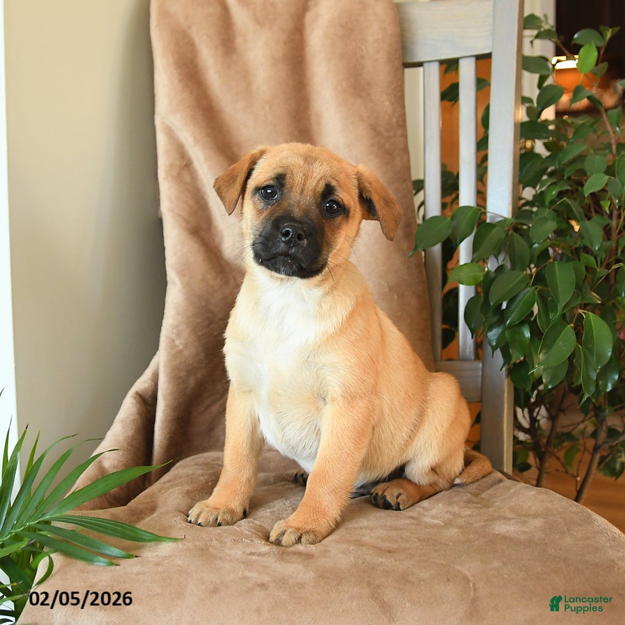 Mixed Breed dogs Lenny - Ad 2