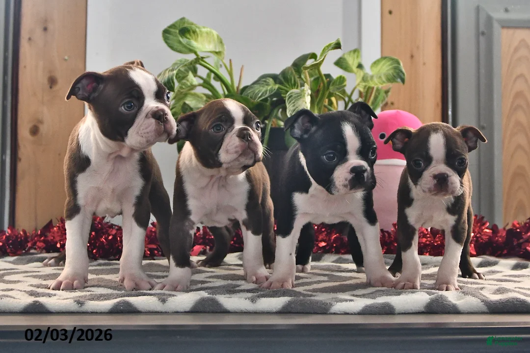 Boston Terrier dogs for sale: Jordan - Ad 5