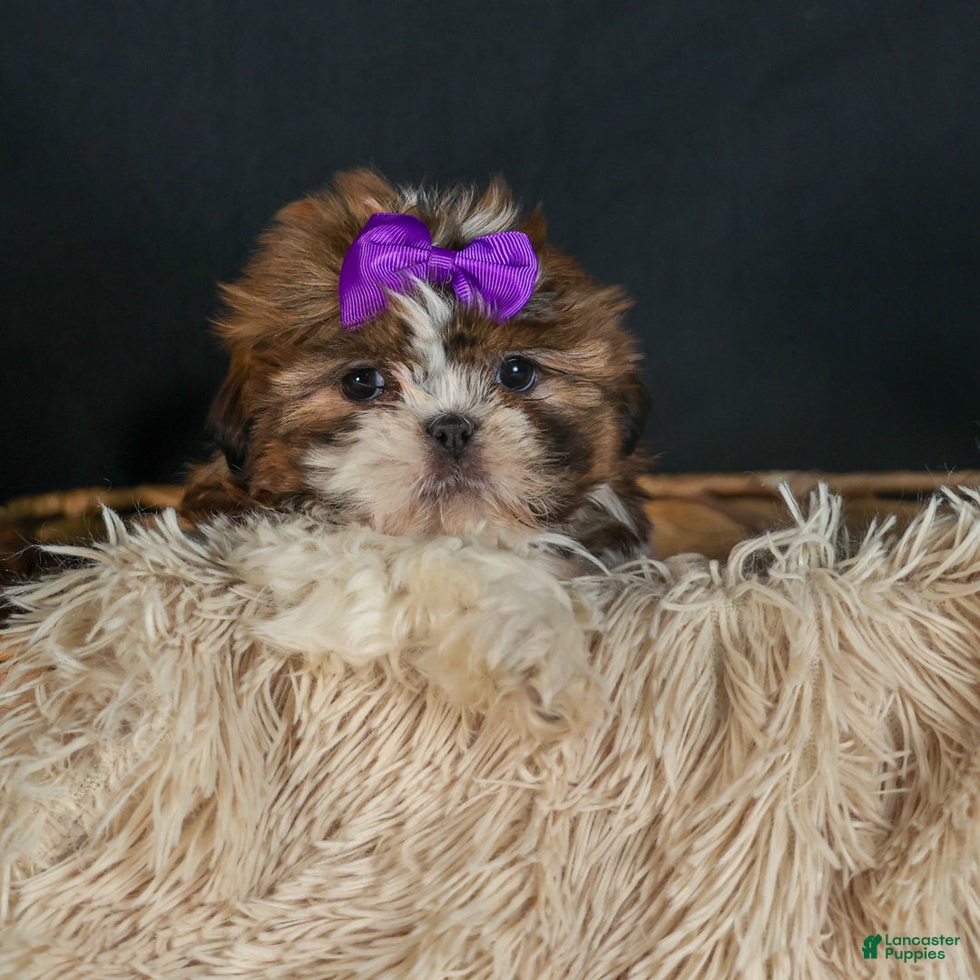 Shih Tzu dogs for sale: RUBY - Ad 15