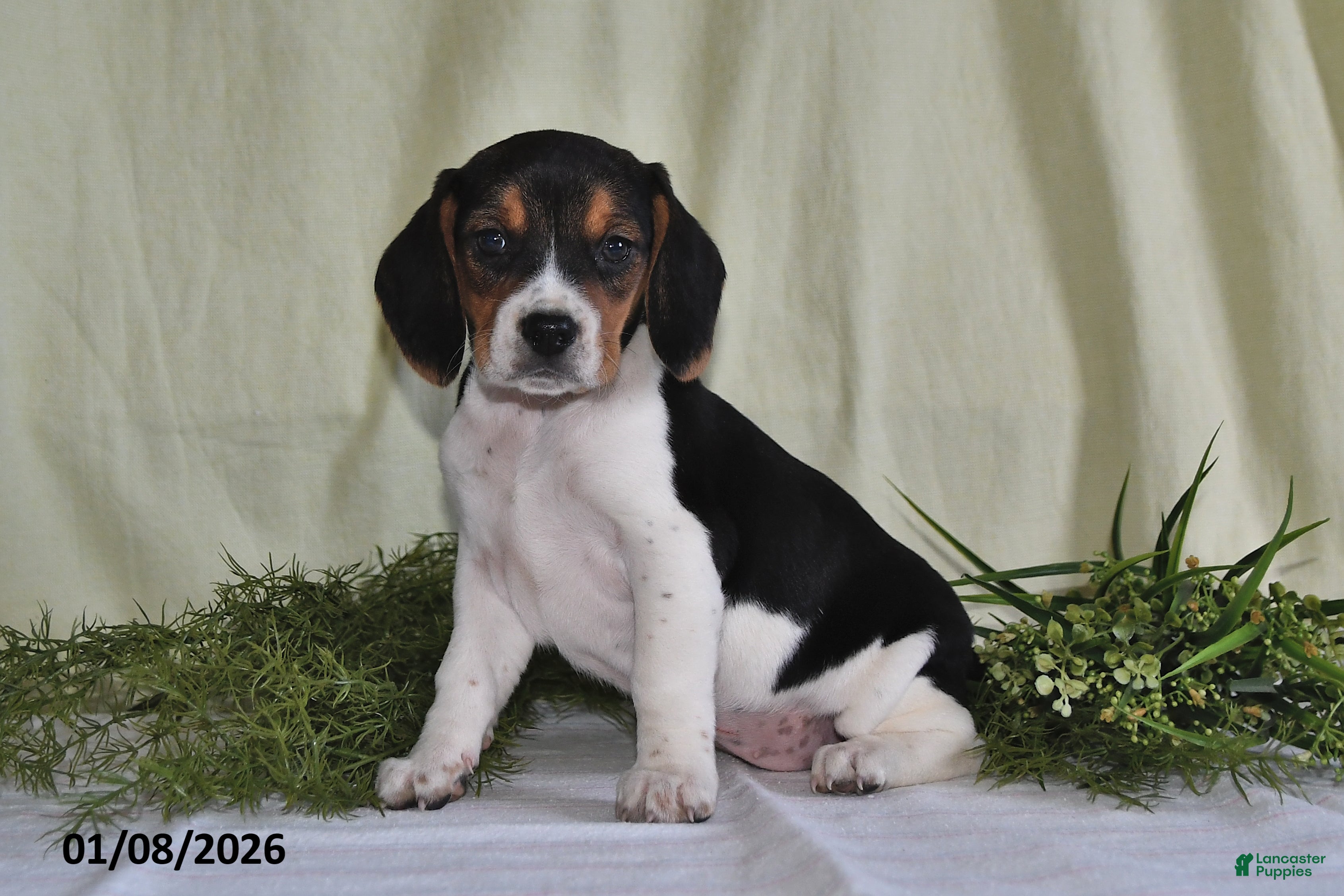 Beagle dogs Lexie - Ad 23