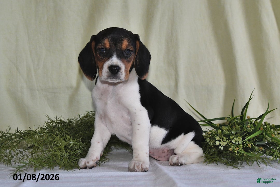 Beagle dogs for sale: Lexie - Ad 4